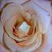 Carole Graves Photo 4
