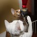 Tabby Bell Photo 9