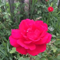 Michelle Pinard Photo 8
