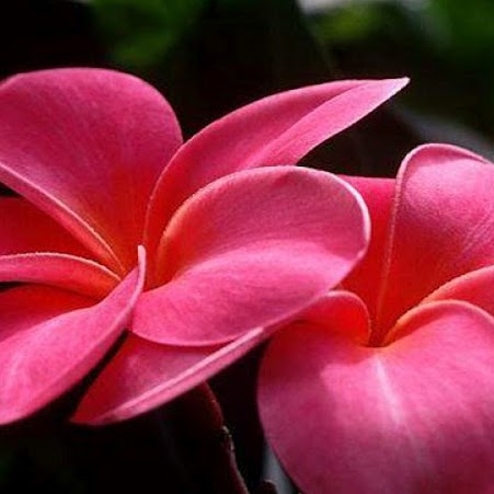 Amy Han Photo 29