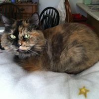 Joann Stevenson Photo 20
