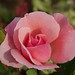 Elizabeth Rosas Photo 12