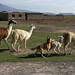 Juan Llamas Photo 7