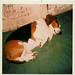 Brian Beagle Photo 8
