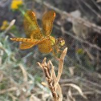 Diane Wiseman Photo 9
