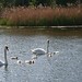 Lake Gibson Photo 7