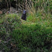 Glen Mink Photo 4
