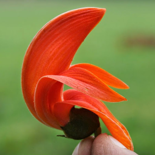 Dipti Sawant Photo 12