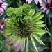 Gene Cone Photo 4