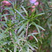 Rosemary Urban Photo 6