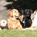 Lisa Howell Photo 3