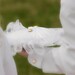 Aaron Smallwood Photo 7