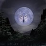 Timber Wolf Photo 11