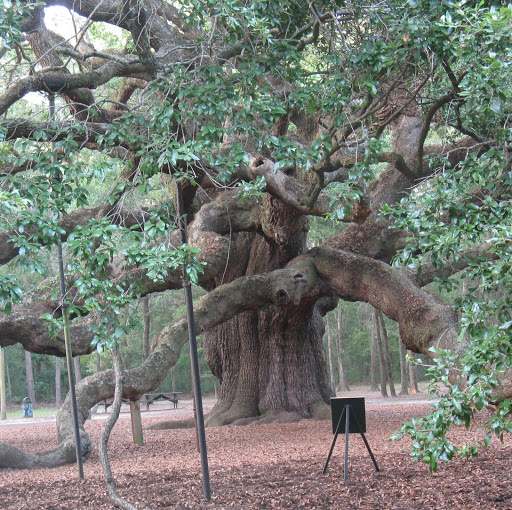 Dolores Brown Photo 22