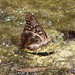 Len Williamson Photo 13
