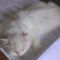 Aida Shah Photo 10