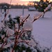 Renee Leach Photo 8