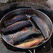John Trout Photo 7