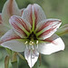 Susan Lillis Photo 4