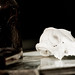 Dan Leland Photo 10