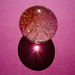 Rosa De Photo 15
