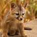 Rainey Fox Photo 3