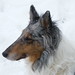 Merle Miller Photo 4