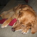 Harmony Foster Photo 6