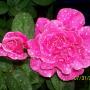 Heather Wolf Photo 20