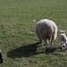 Kirby Lamb Photo 4