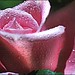 Rose Kuhn Photo 12