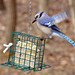 Jay Land Photo 6