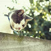 Kat Gomez Photo 3