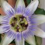 Julie Ackerman Photo 14