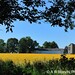 Susan Field Photo 18
