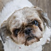 Susan Shih Photo 9