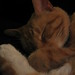 Sher Khan Photo 10