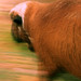 Robert Ebright Photo 8