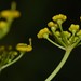 Karl Reiser Photo 9