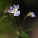 Steven Lesser Photo 18