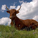 Taurus Green Photo 10