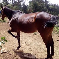 Samuel Kibe Photo 6