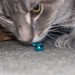 Tabby Bell Photo 7