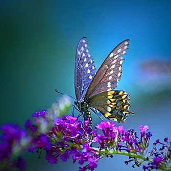 Brij Lal Photo 16