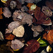 Stacy Leaf Photo 1
