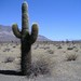 Rose Cardone Photo 2