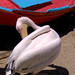Peter Petro Photo 5