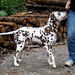 Arnold Baer Photo 7