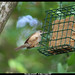 Steven Wren Photo 10