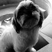 Robin Shih Photo 9
